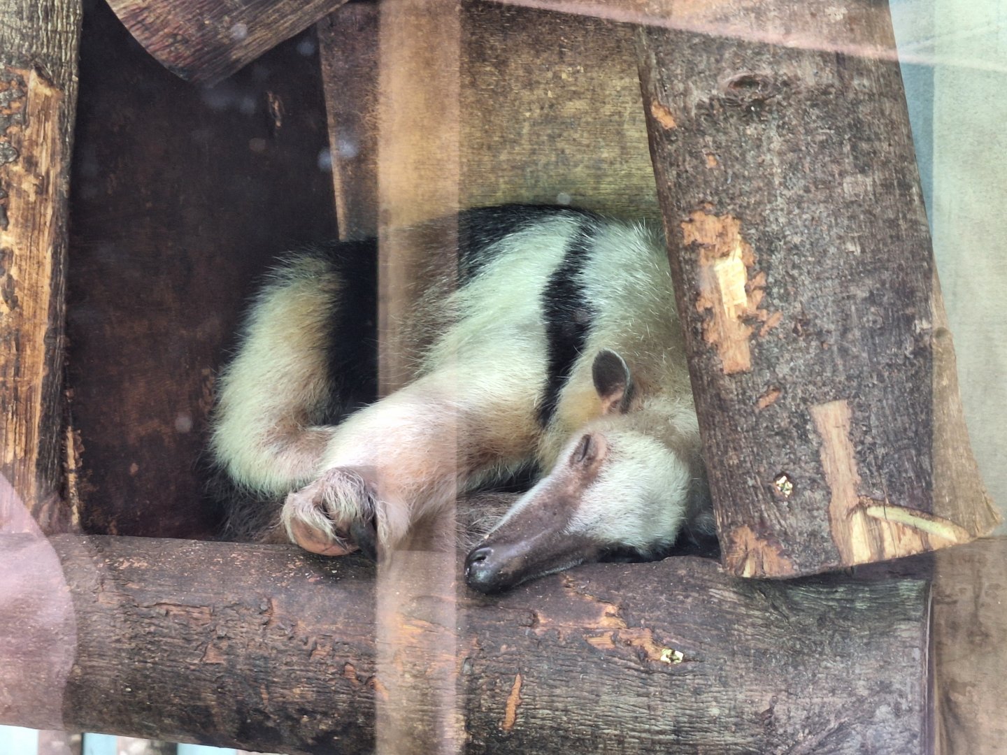 Tamandua