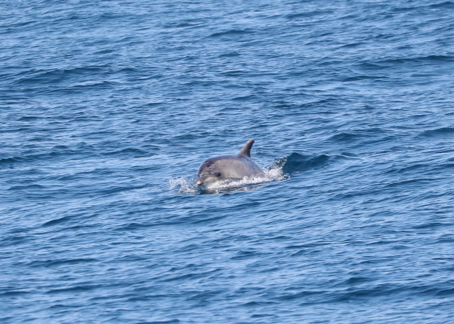 Tamanend's bottlenose dolphin (Tursiops erebennus)