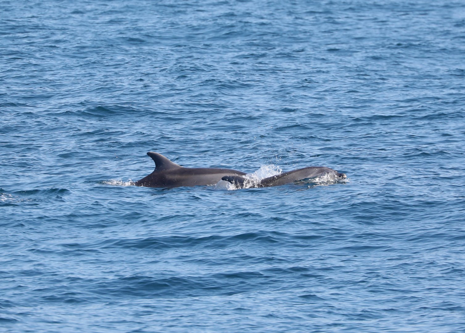 Tamanend's bottlenose dolphins (Tursiops erebennus)