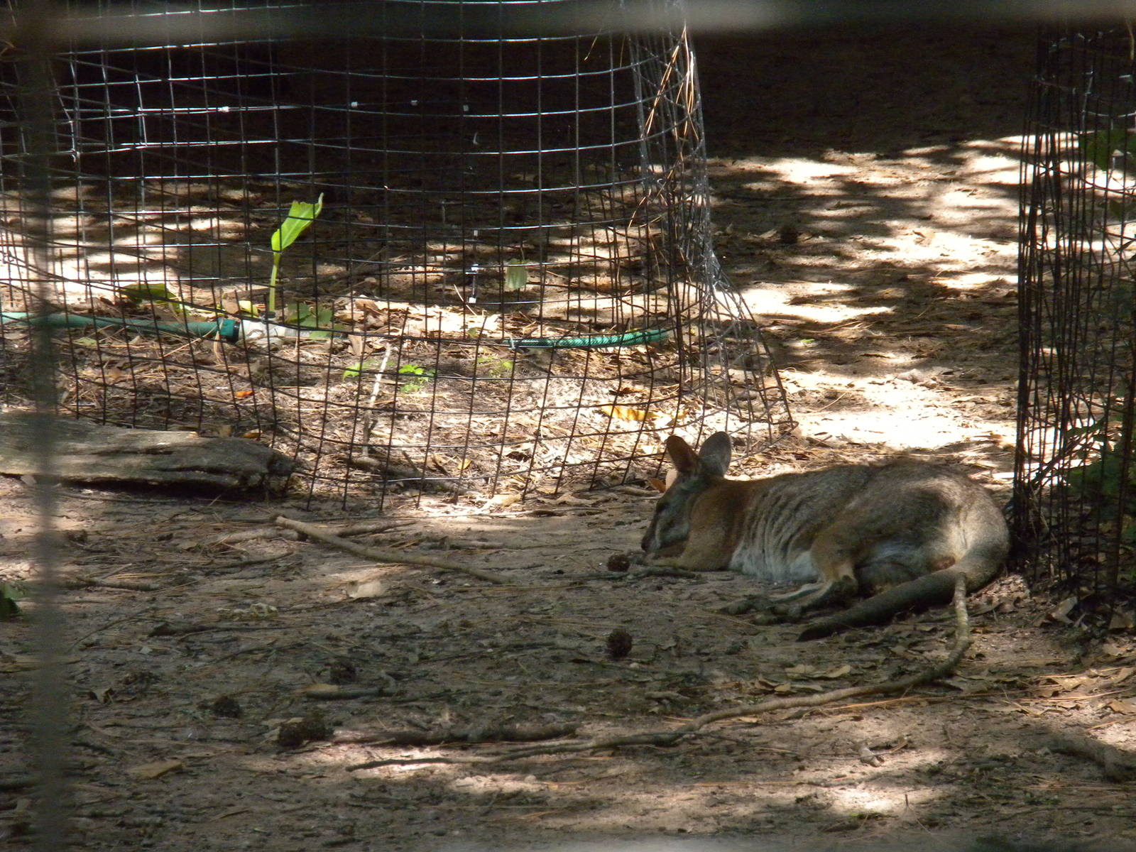 Tamar Wallaby