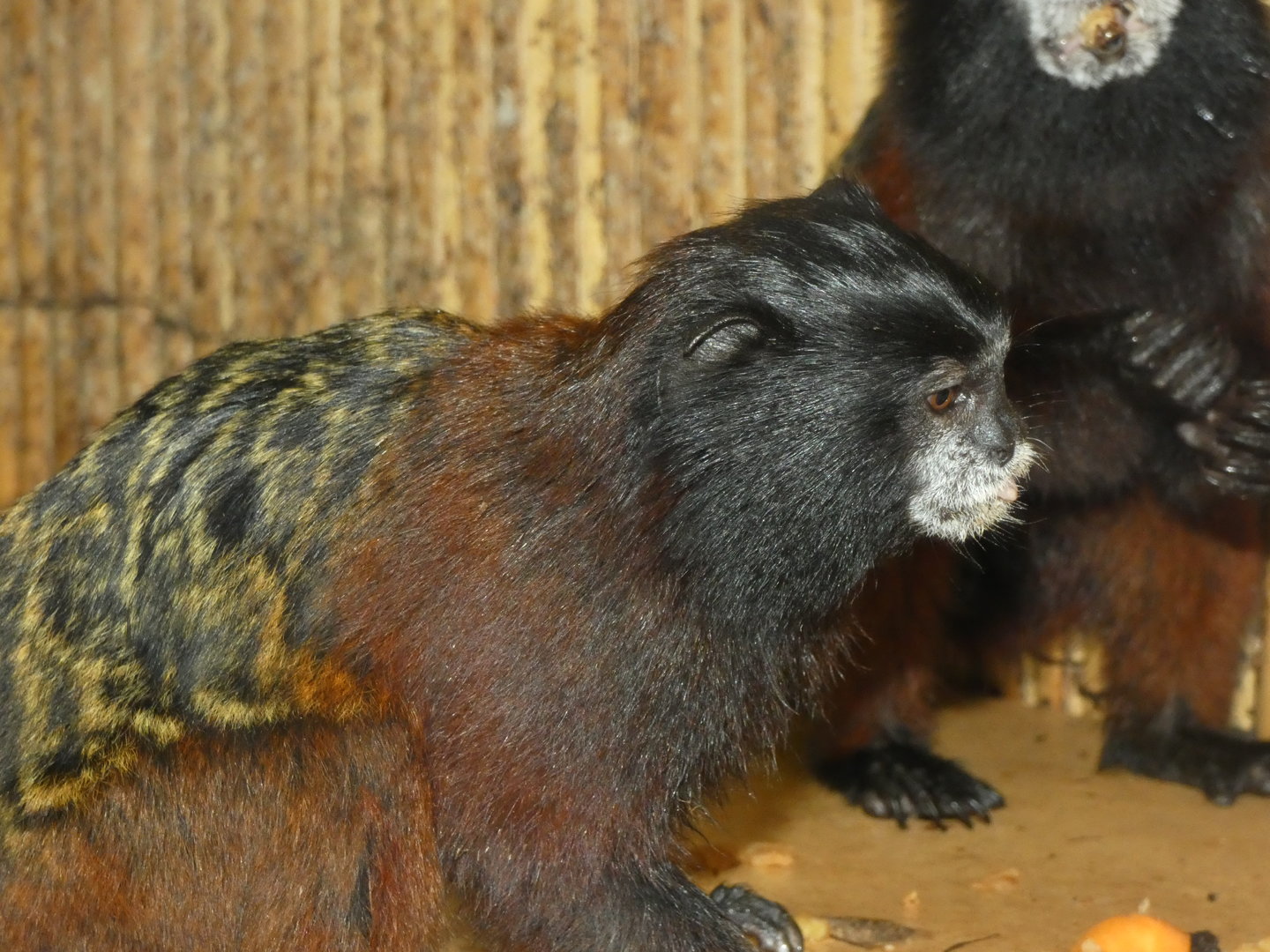 Tamarain ID? - Zoo Dvorec