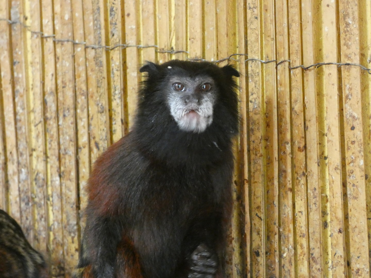 Tamarain ID? - Zoo Dvorec