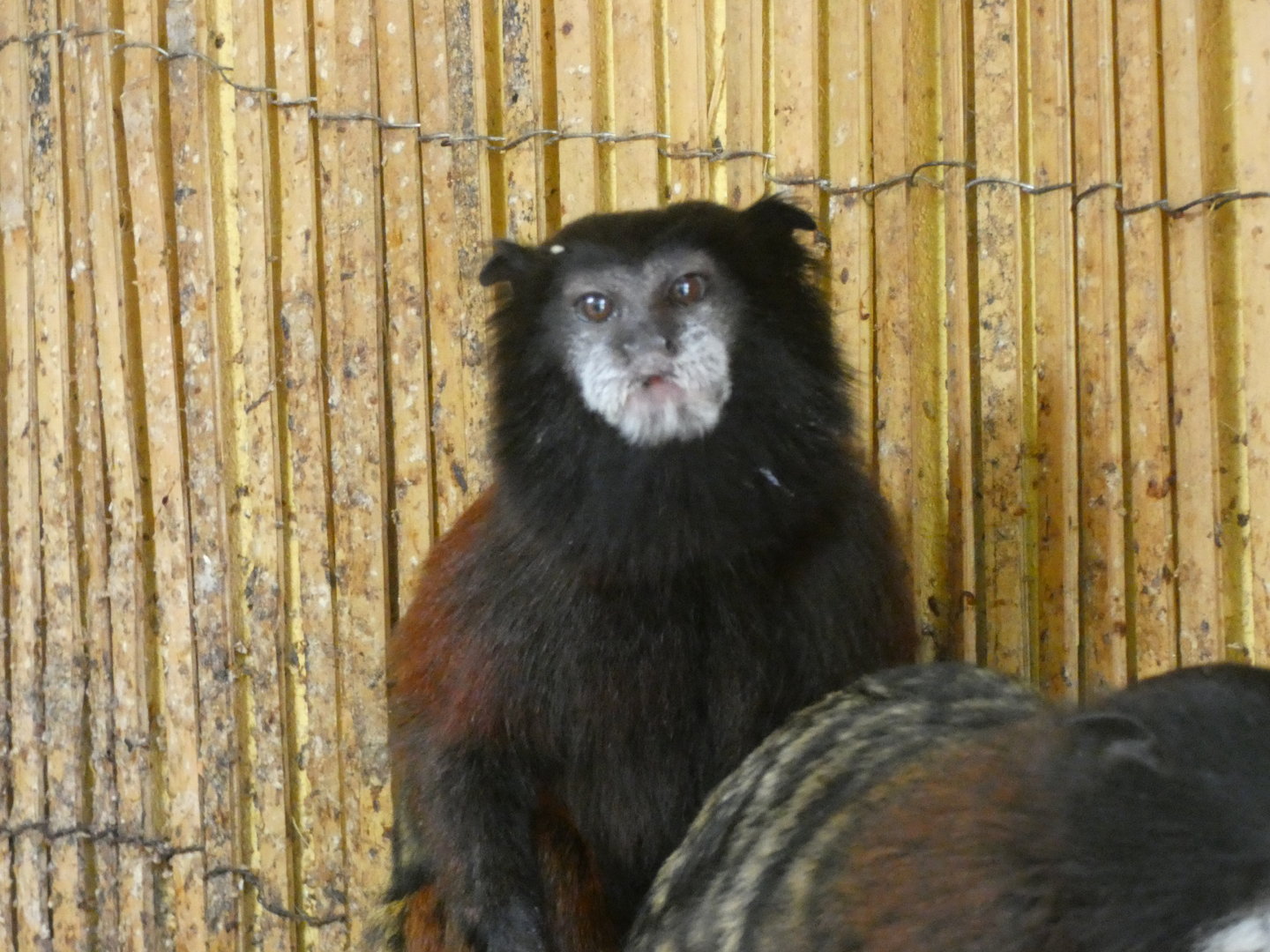 Tamarain ID? - Zoo Dvorec