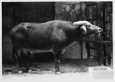 Tamarau (Bubalis mindorensis)