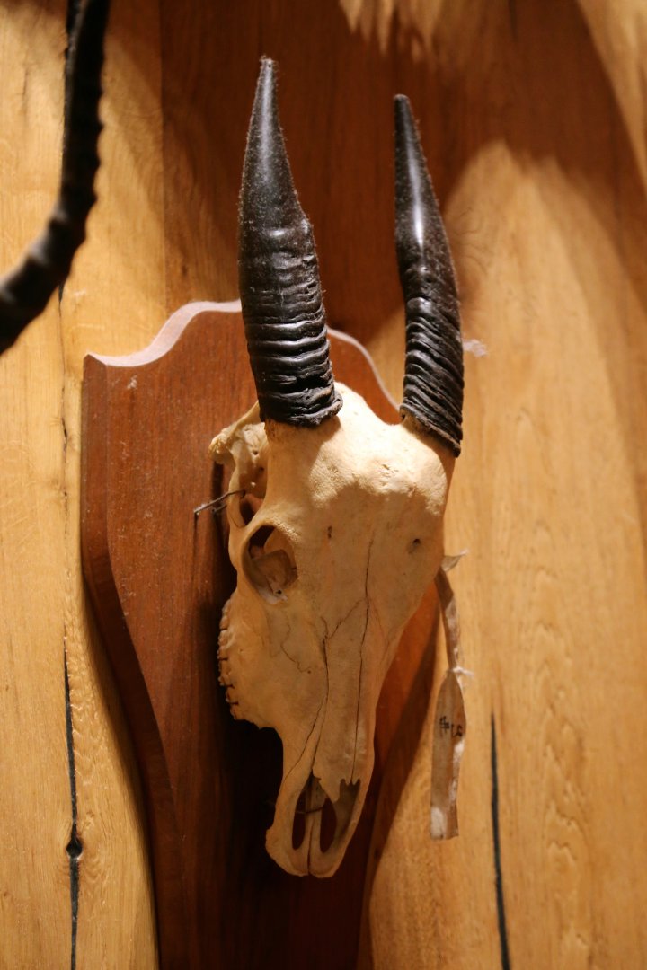 Tamaraw (Bubalus mindorensis), Skull