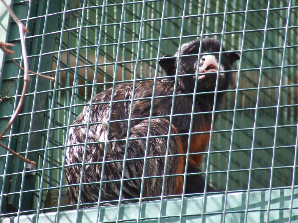 Tamarin a lèvres blanches (saguinus labiatus)