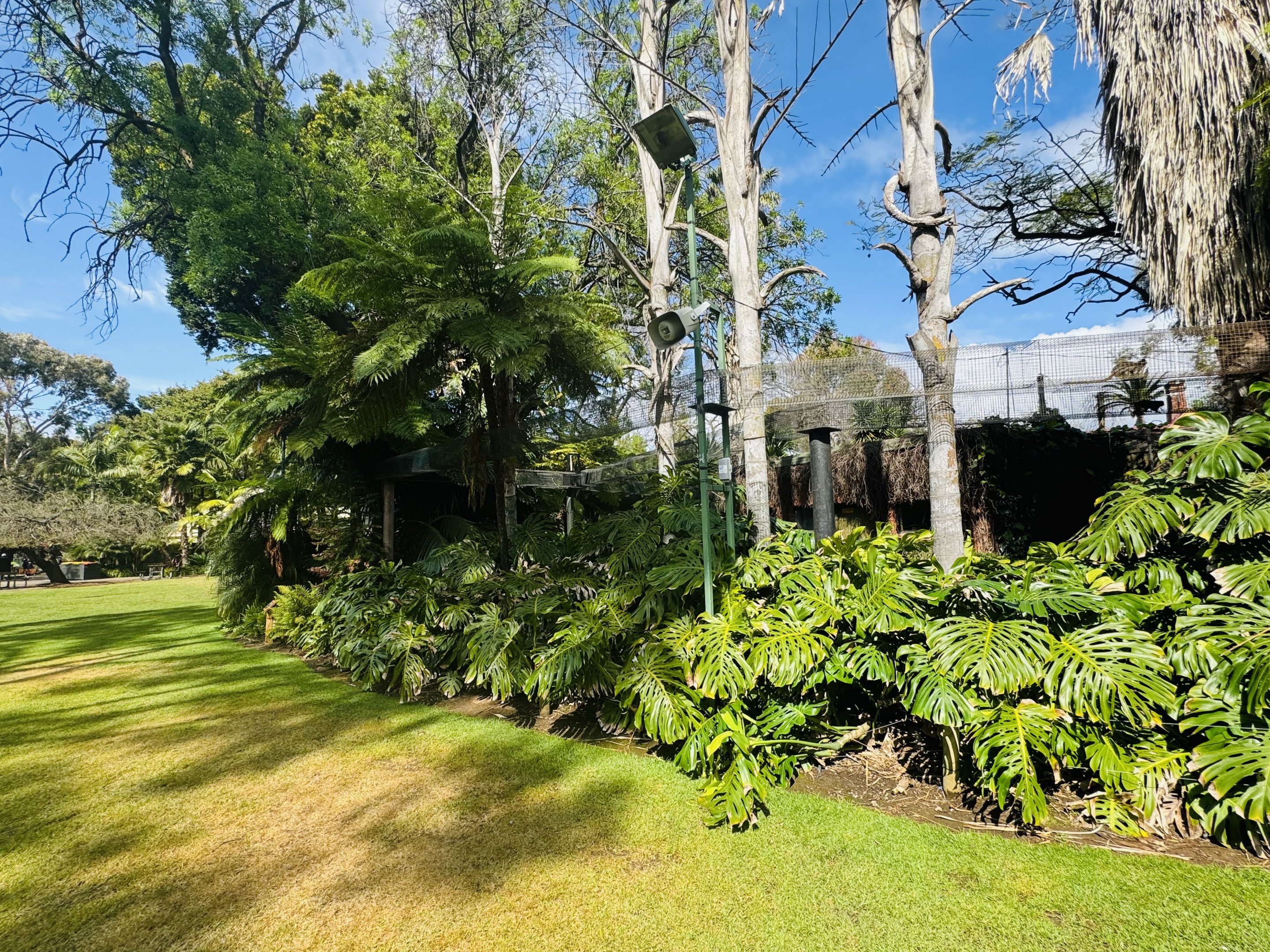 Tamarin aerial pathway