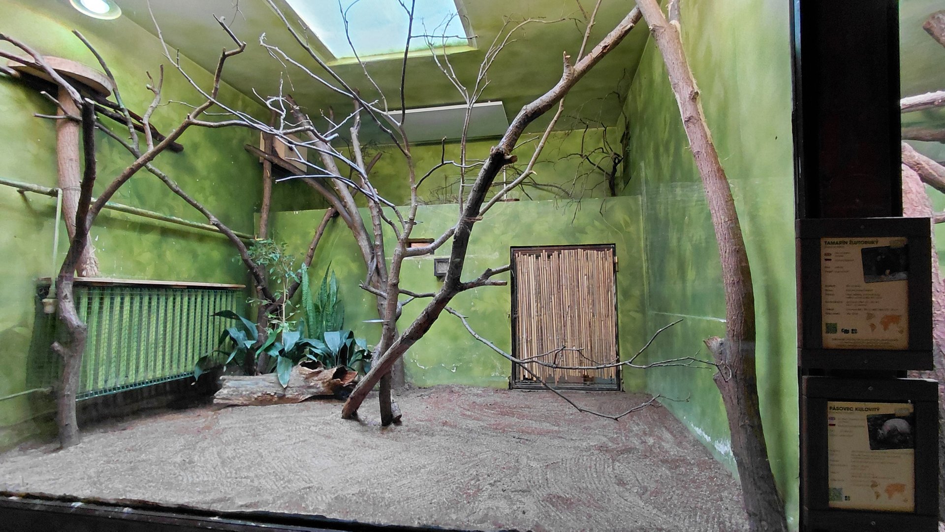 Tamarin and armadillo indoor exhibit