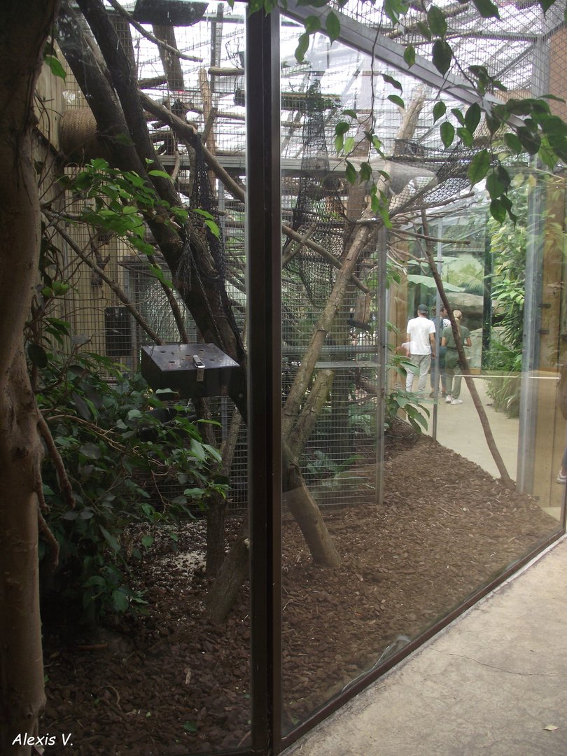 Tamarin and Saki aviary - Zooparc de Beauval - 08/2022