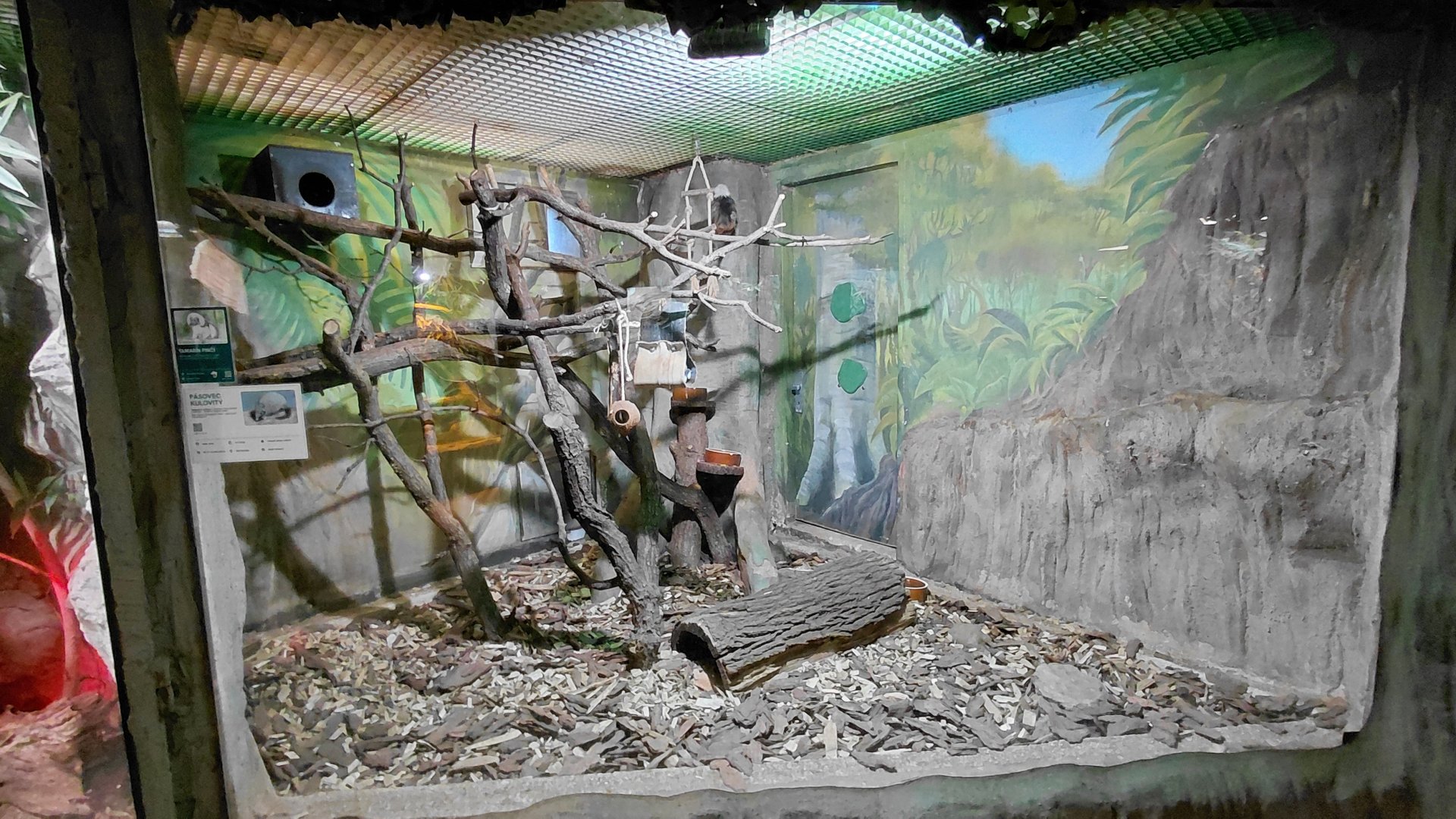 Tamarin + armadillo indoor exhibit