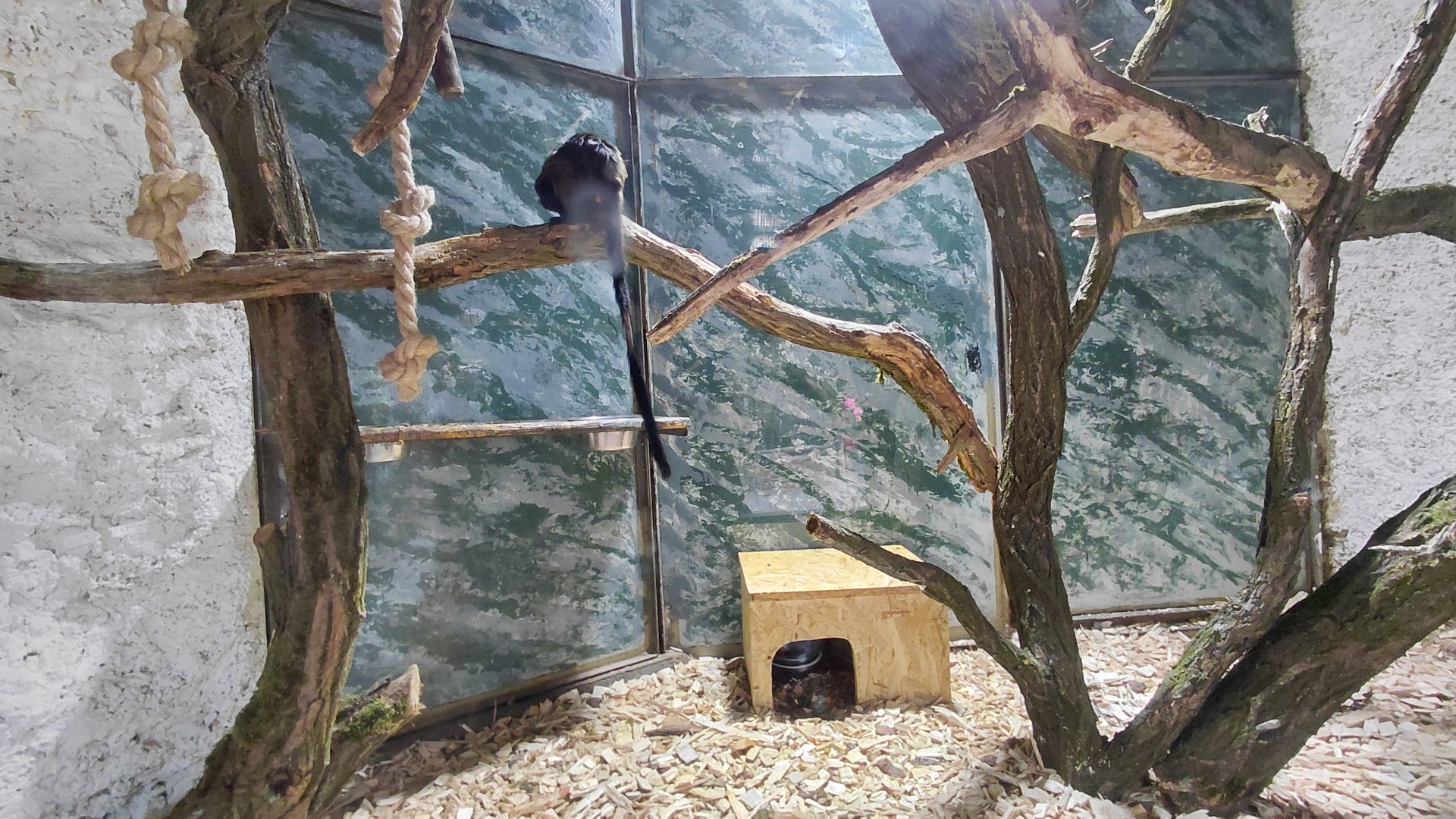 Tamarin + armadillo indoor exhibit