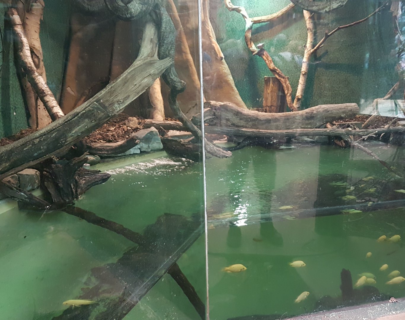 Tamarin - Cichlid - Gar enclosure