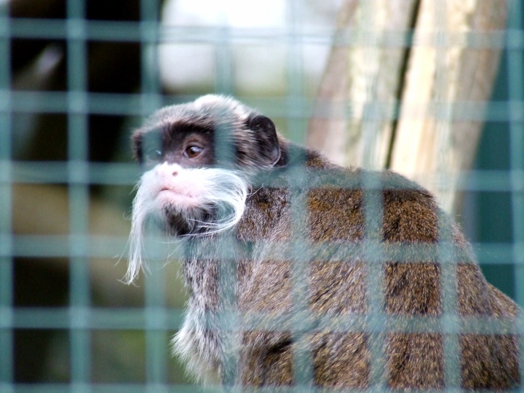Tamarin empereur (saguinus imperator subgrisescens)