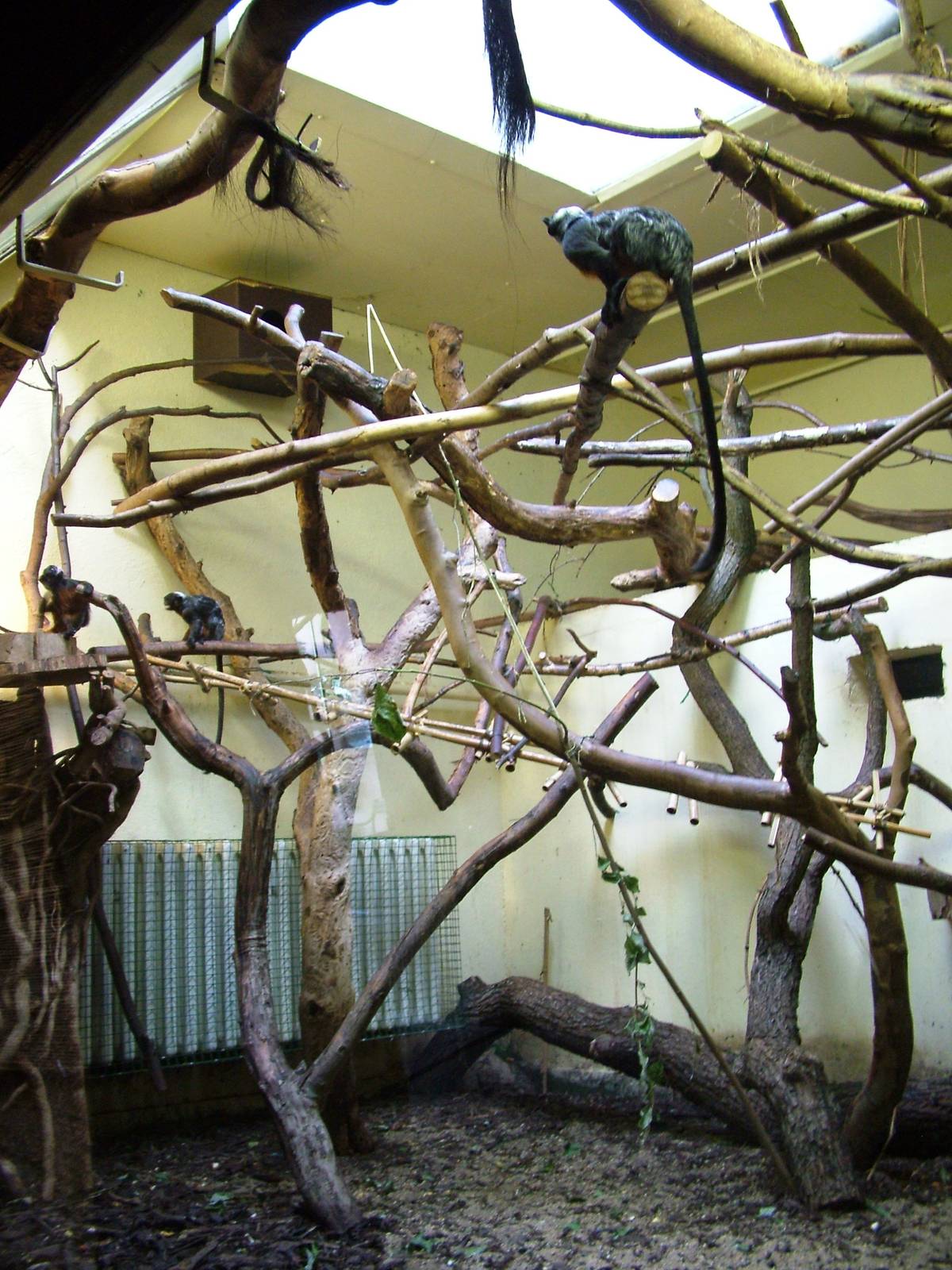 Tamarin Enclosure at Usti, 29/08/12