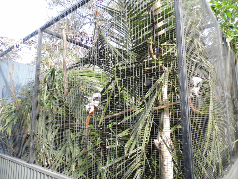 Tamarin Enclosure