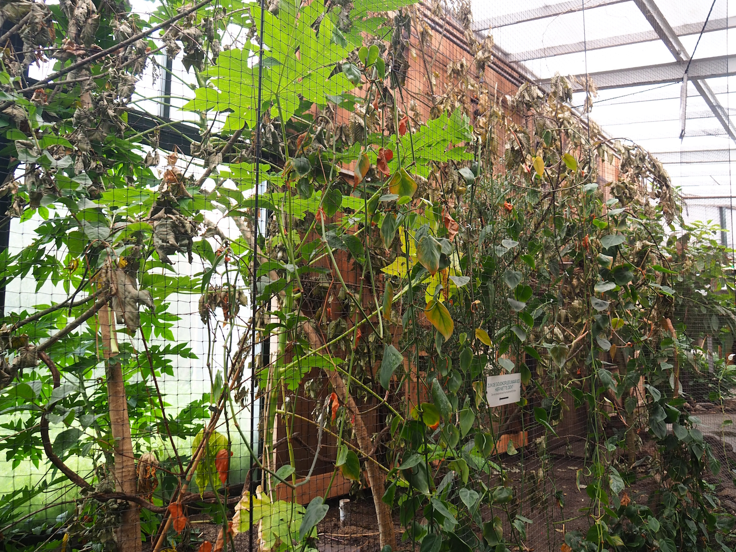 Tamarin exhibit, 2023-08-17