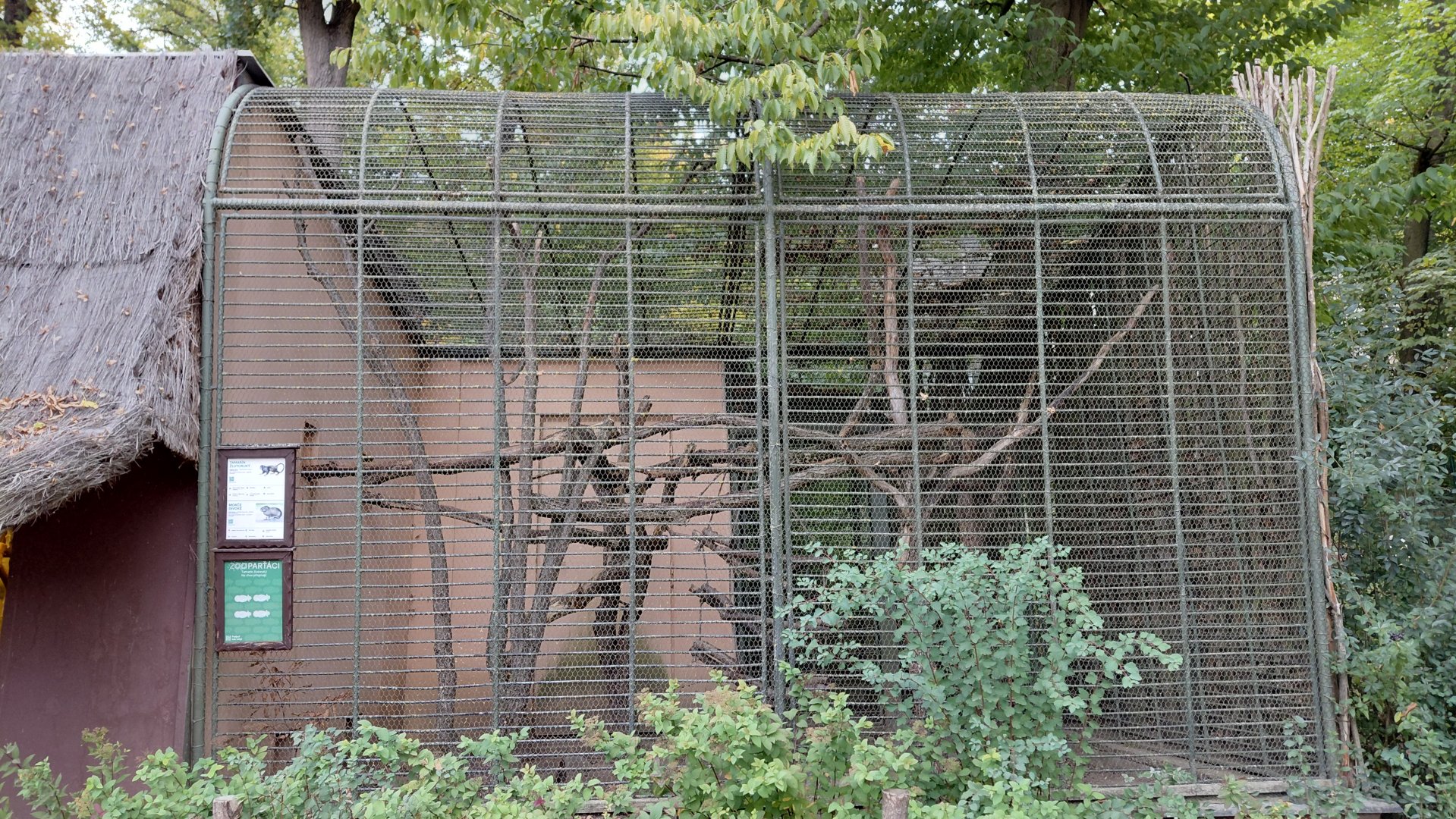 Tamarin + guinea pig exhibit