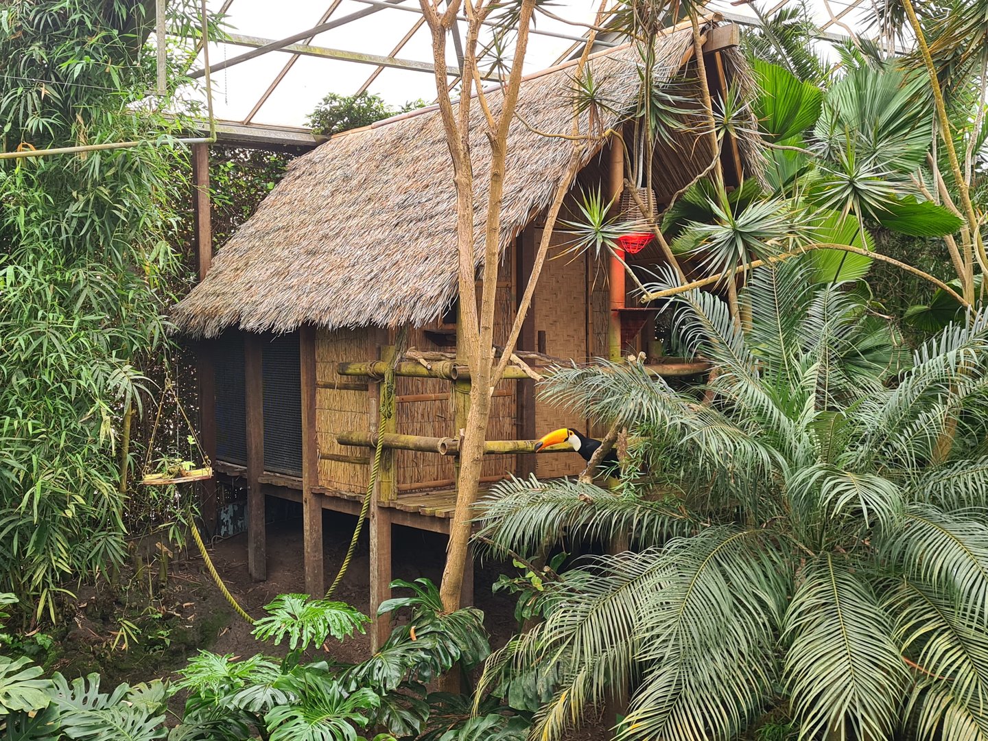 Tamarin house in "Amazon" hall