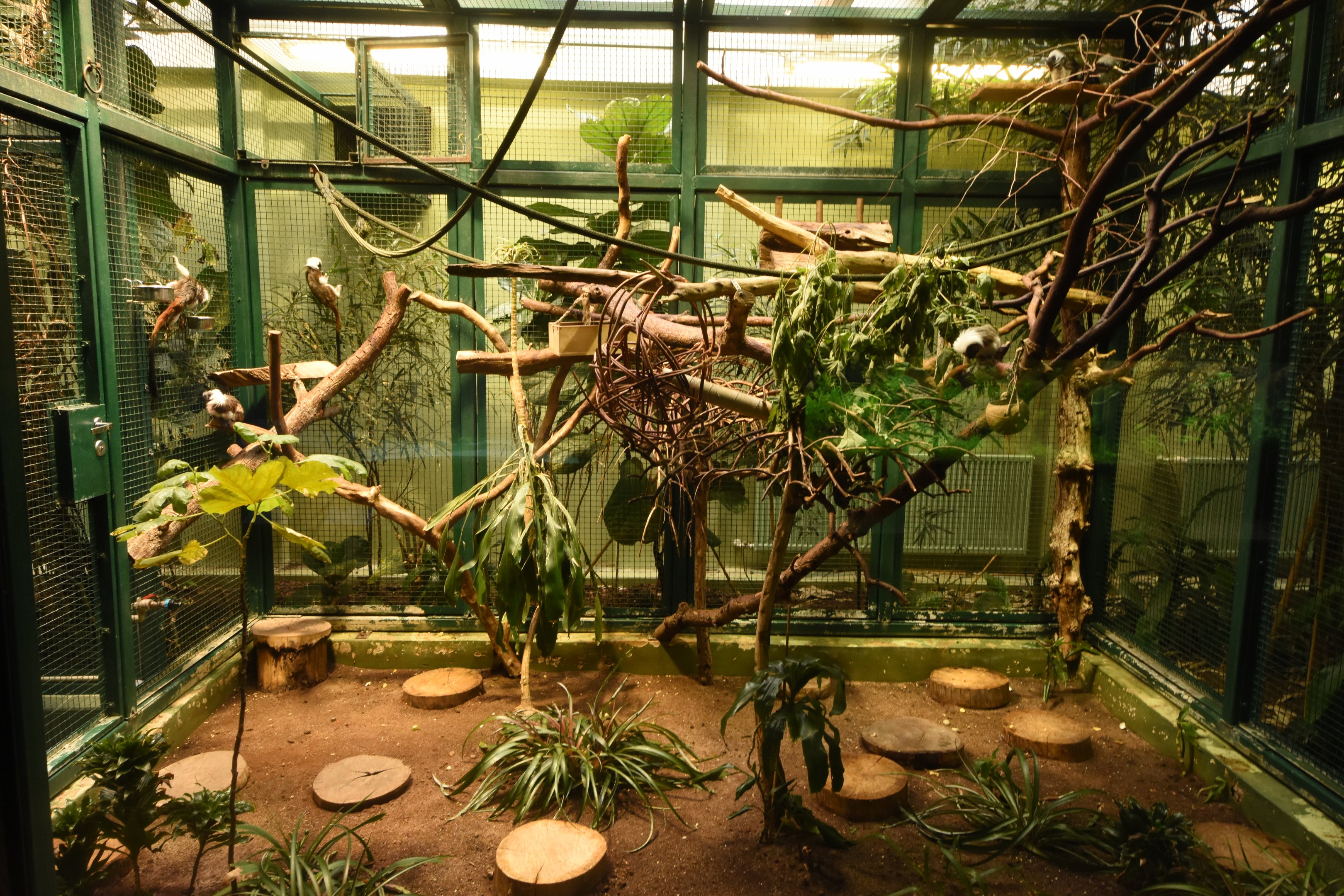 Tamarin indoor enclosure