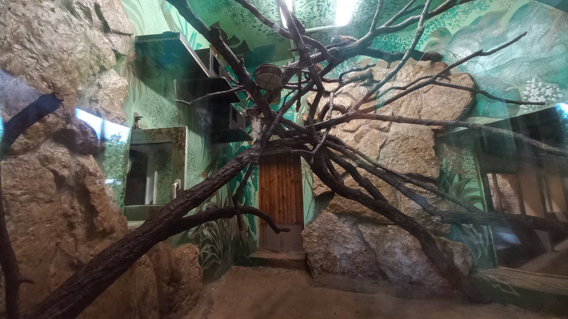 Tamarin - indoor enclosure