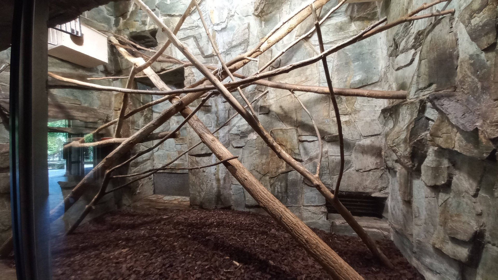 Tamarin - indoor enclosure