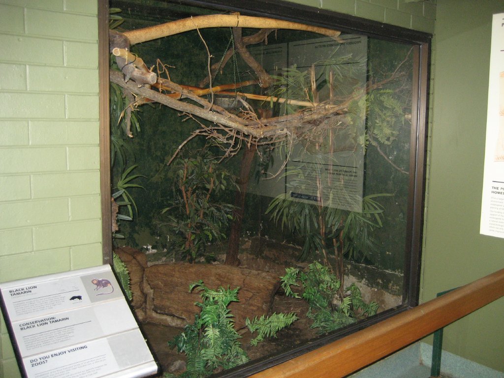 Tamarin indoor enclosure