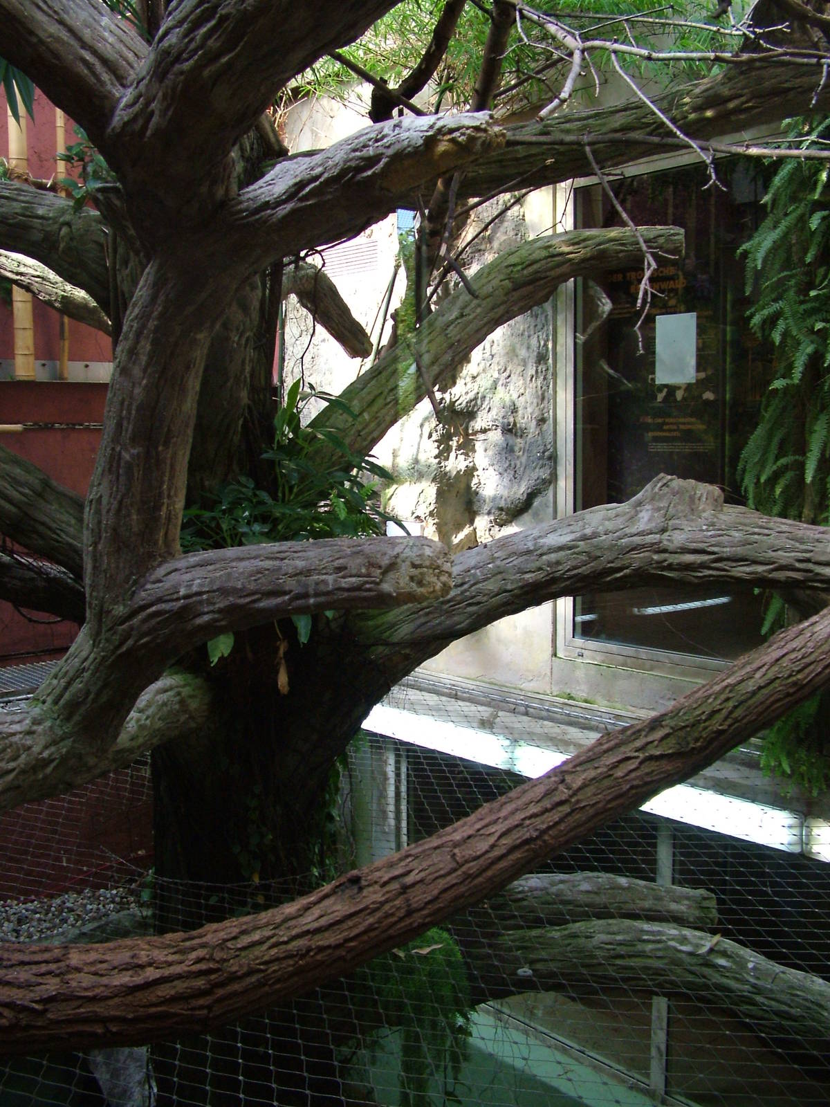 Tamarin Indoor Exhibit at Halle, 04/09/11