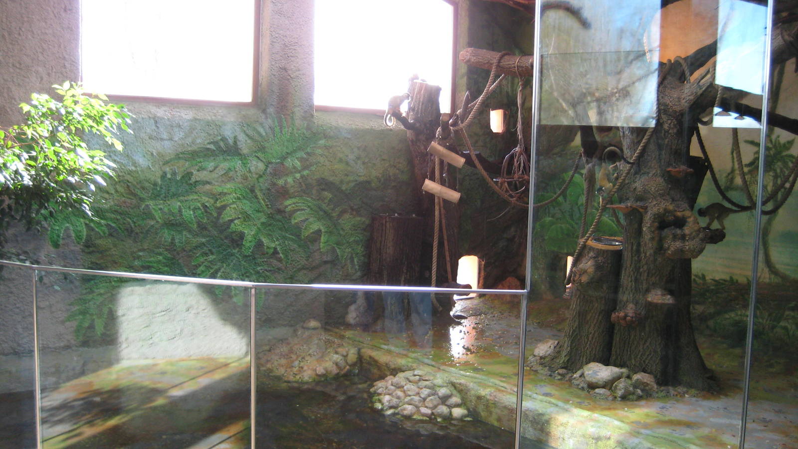 Tamarin Indoor Exhibit