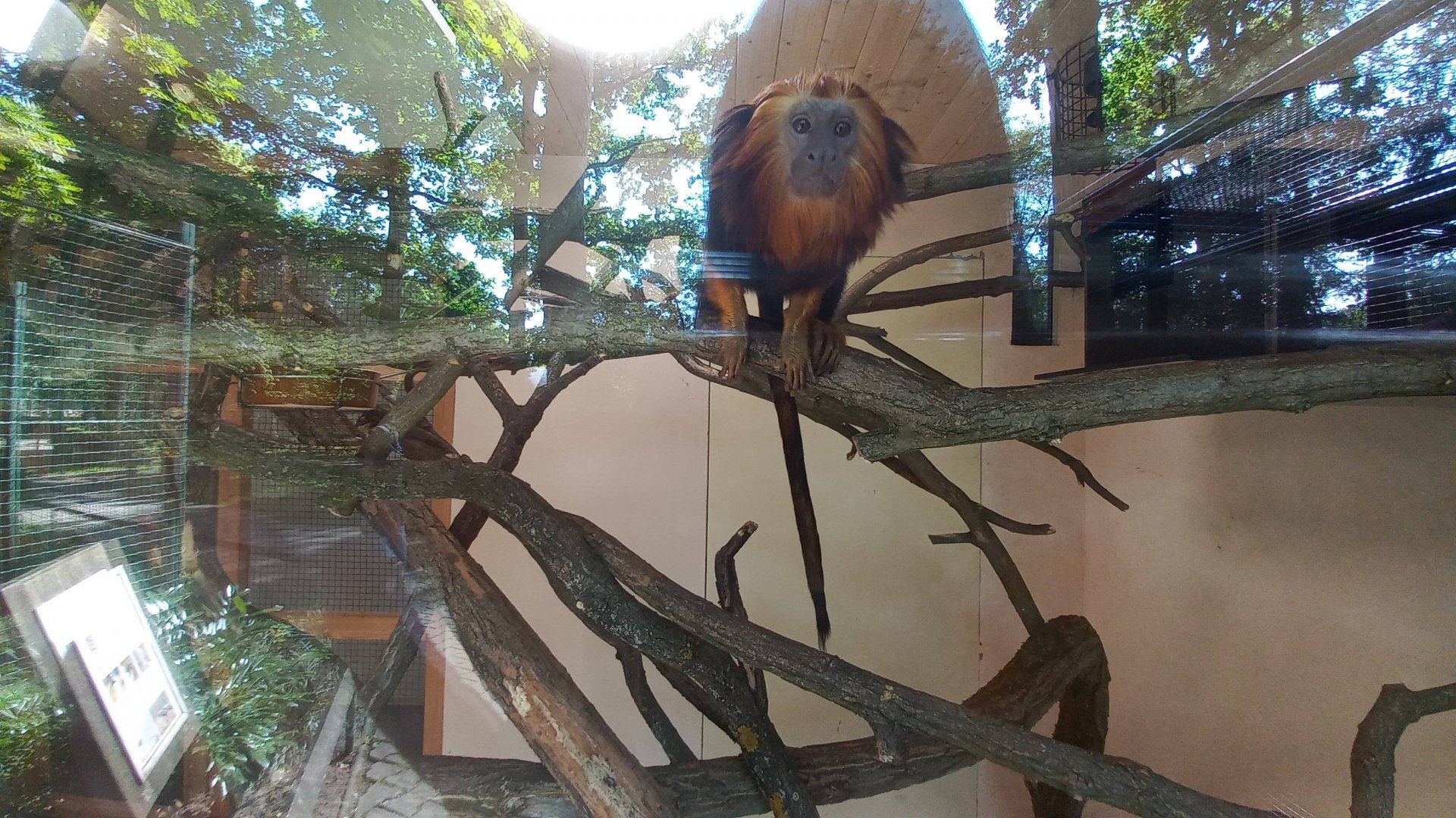 Tamarin - indoor exhibit