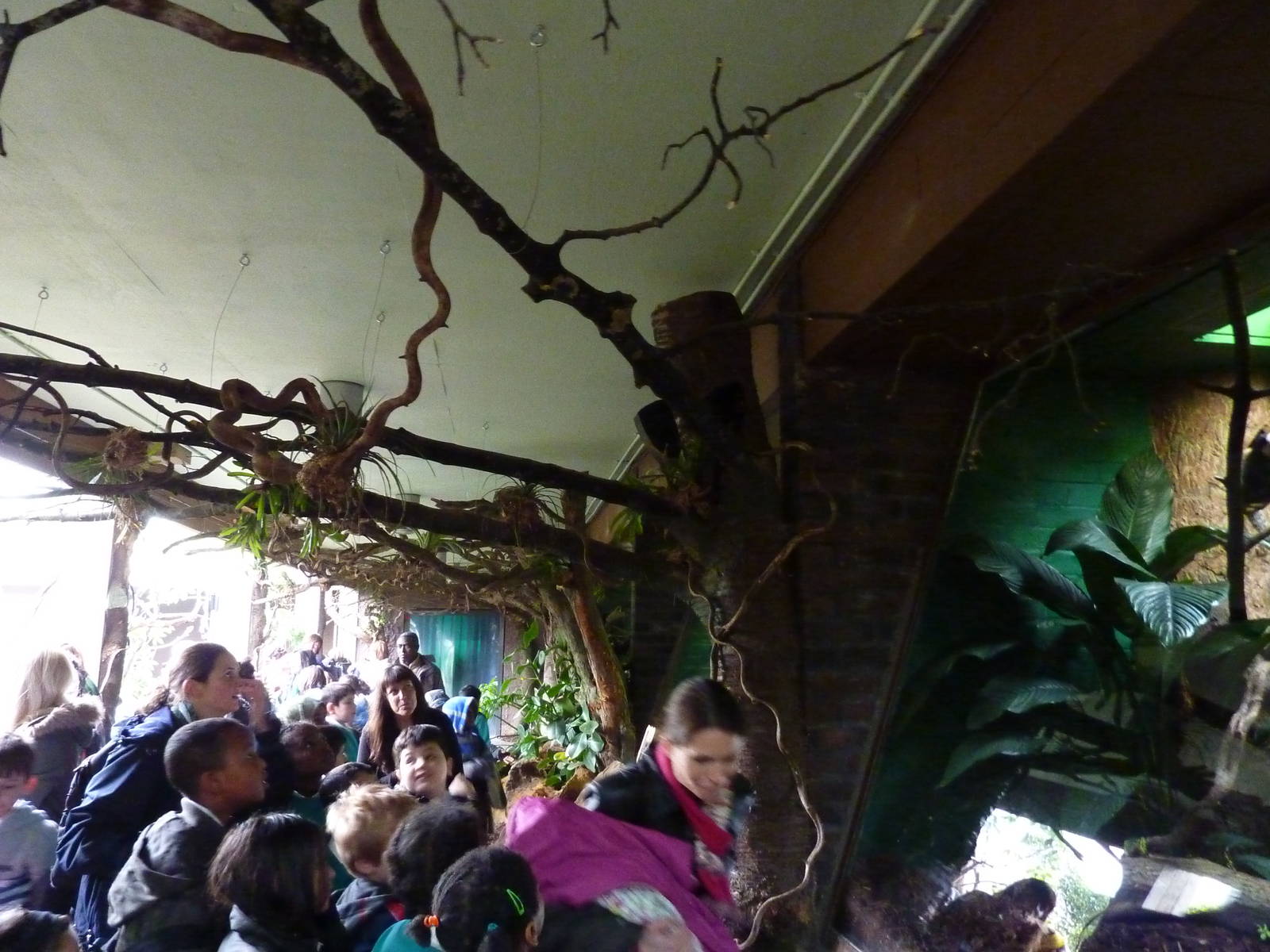 Tamarin jumping around above the walkways