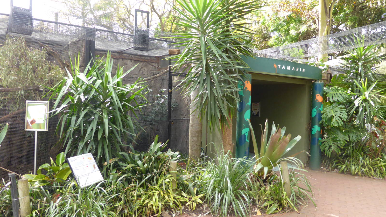 Tamarin/marmoset complex