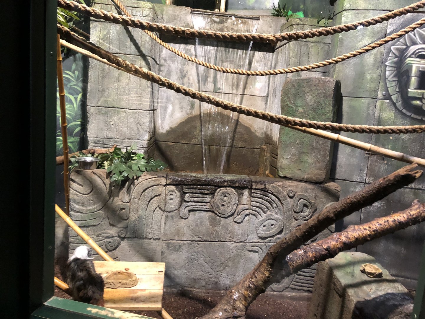 Tamarin/Marmoset Enclosure at Tynemouth Aquarium (2019)