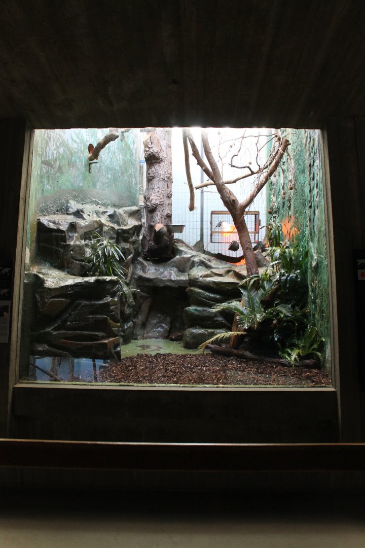 Tamarin - Marmoset enclosure