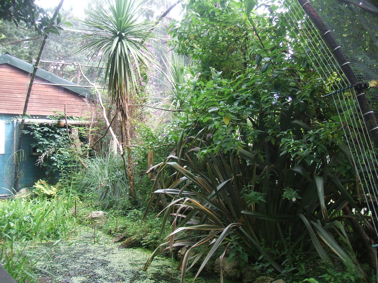 Tamarin or Marmoset enclosure