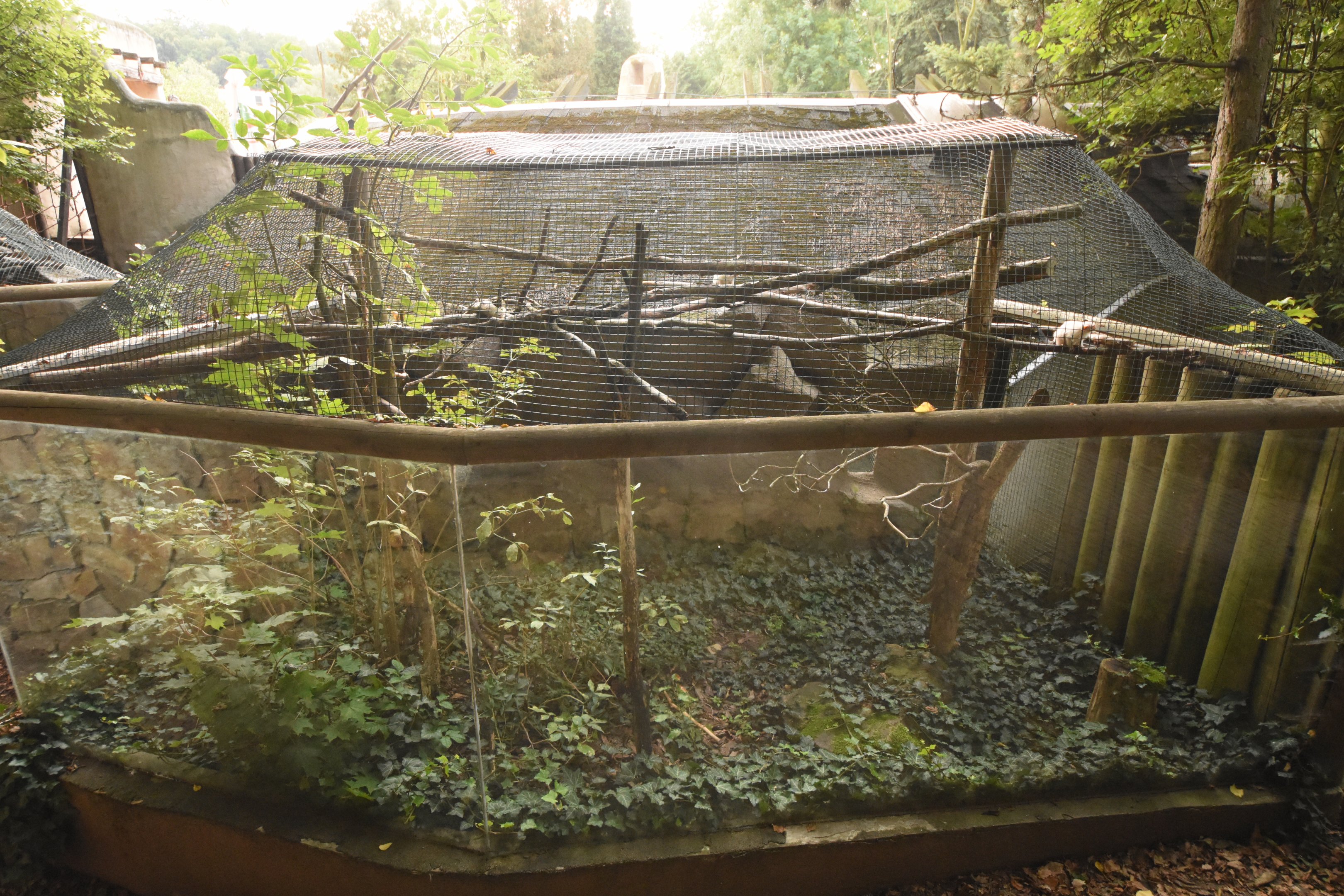 Tamarin outdoor enclosure