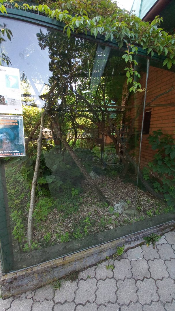 Tamarin - outdoor enclosure