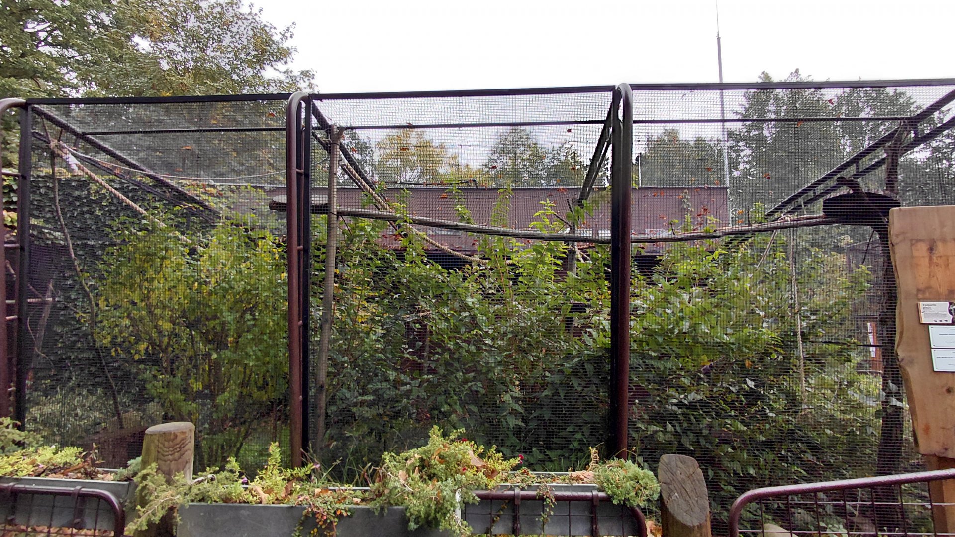 Tamarin outdoor exhibit