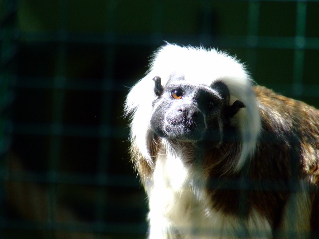 Tamarin Pinché a crêtes blanches (saguinus oedipus)