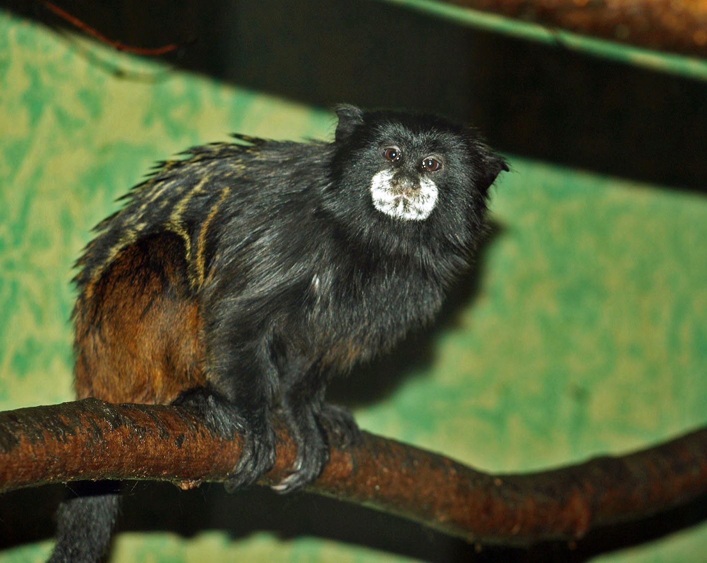 Tamarin species