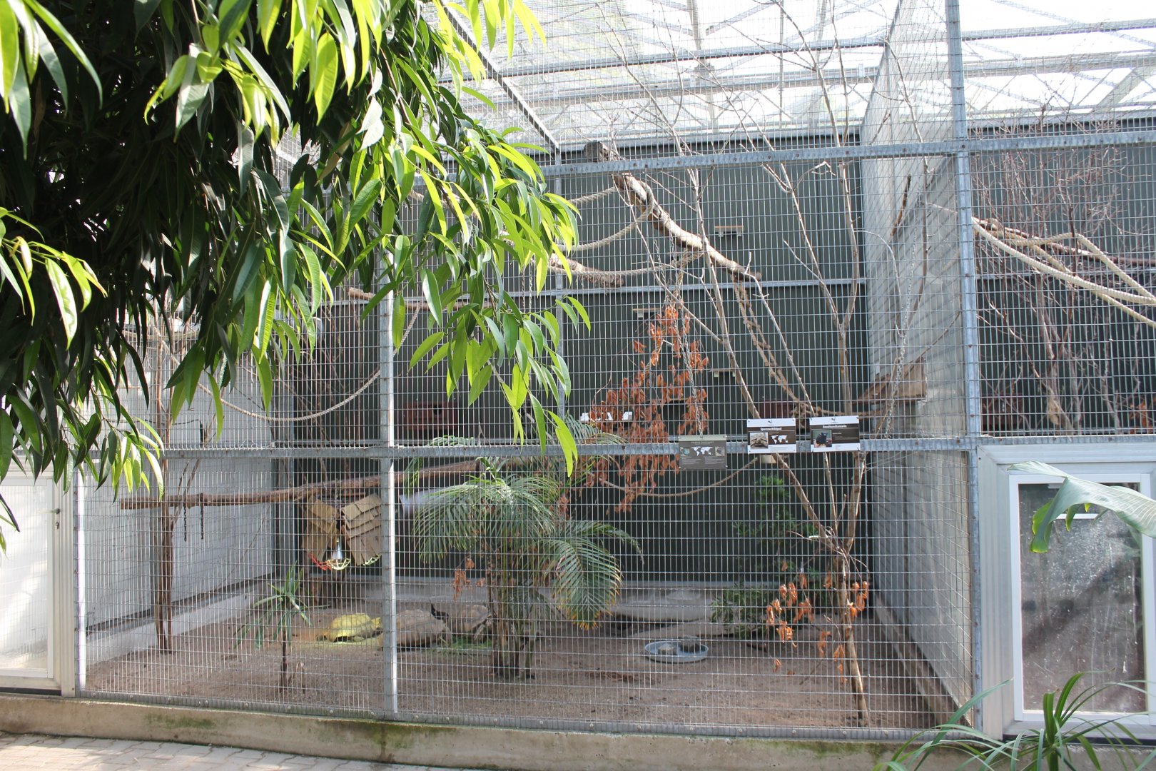 Tamarin - Tortoise - Peacock-pheasant Enclosure