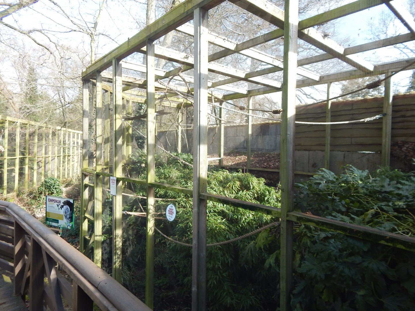 Tamarin Trail - Bearded emperor tamarin habitat 040324
