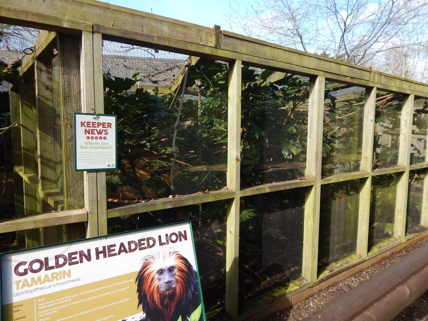 Tamarin Trail - Golden-headed lion tamarin habitat 040324