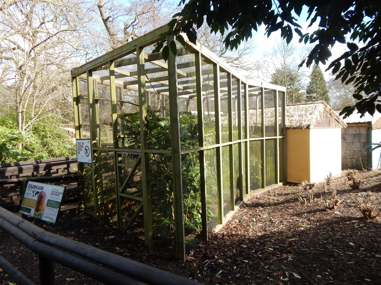 Tamarin Trail - Golden lion tamarin habitat 040324