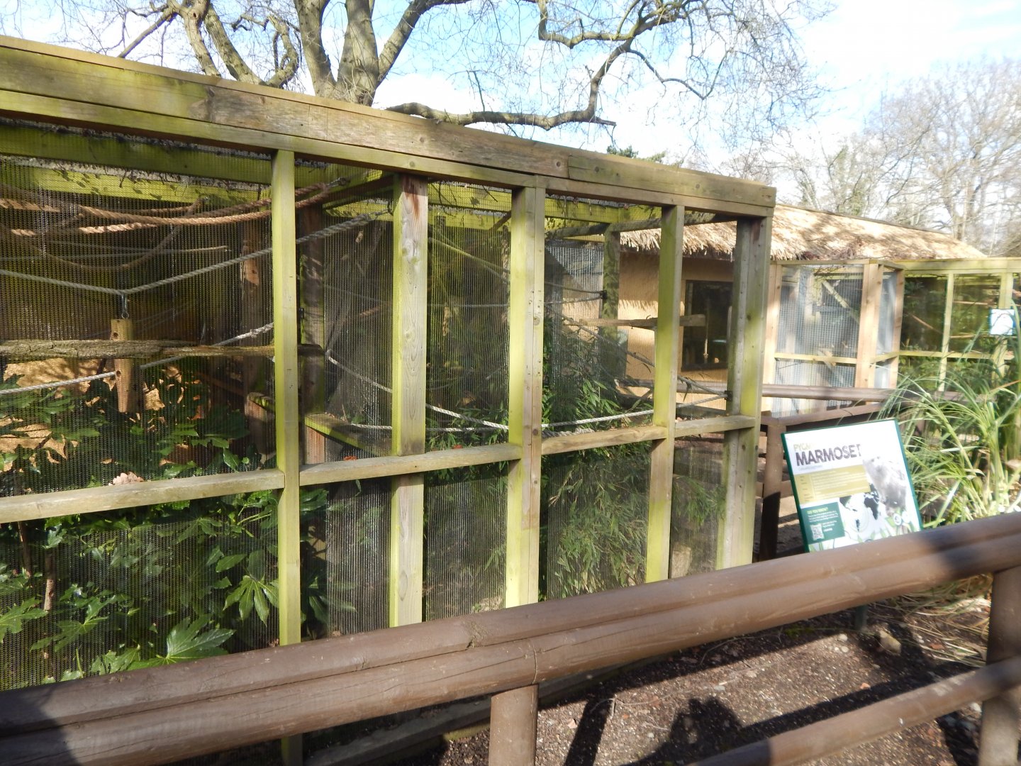 Tamarin Trail - Pygmy marmoset habitat 040324