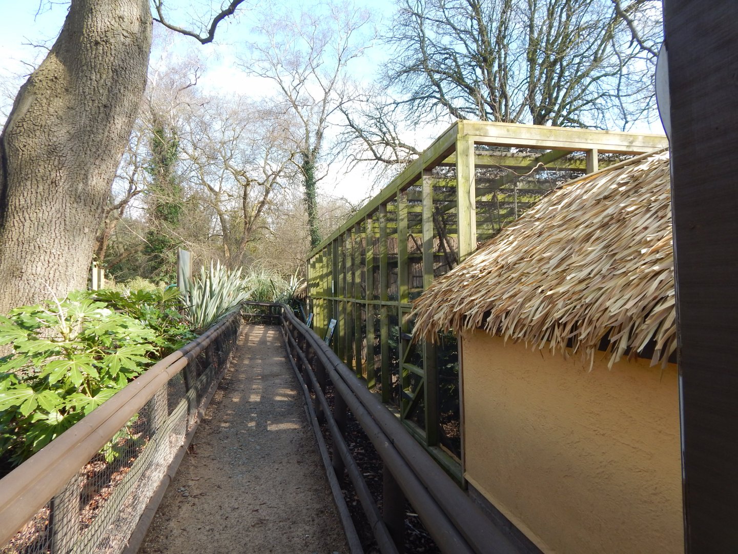 Tamarin Trail - White-faced saki habitat 040324