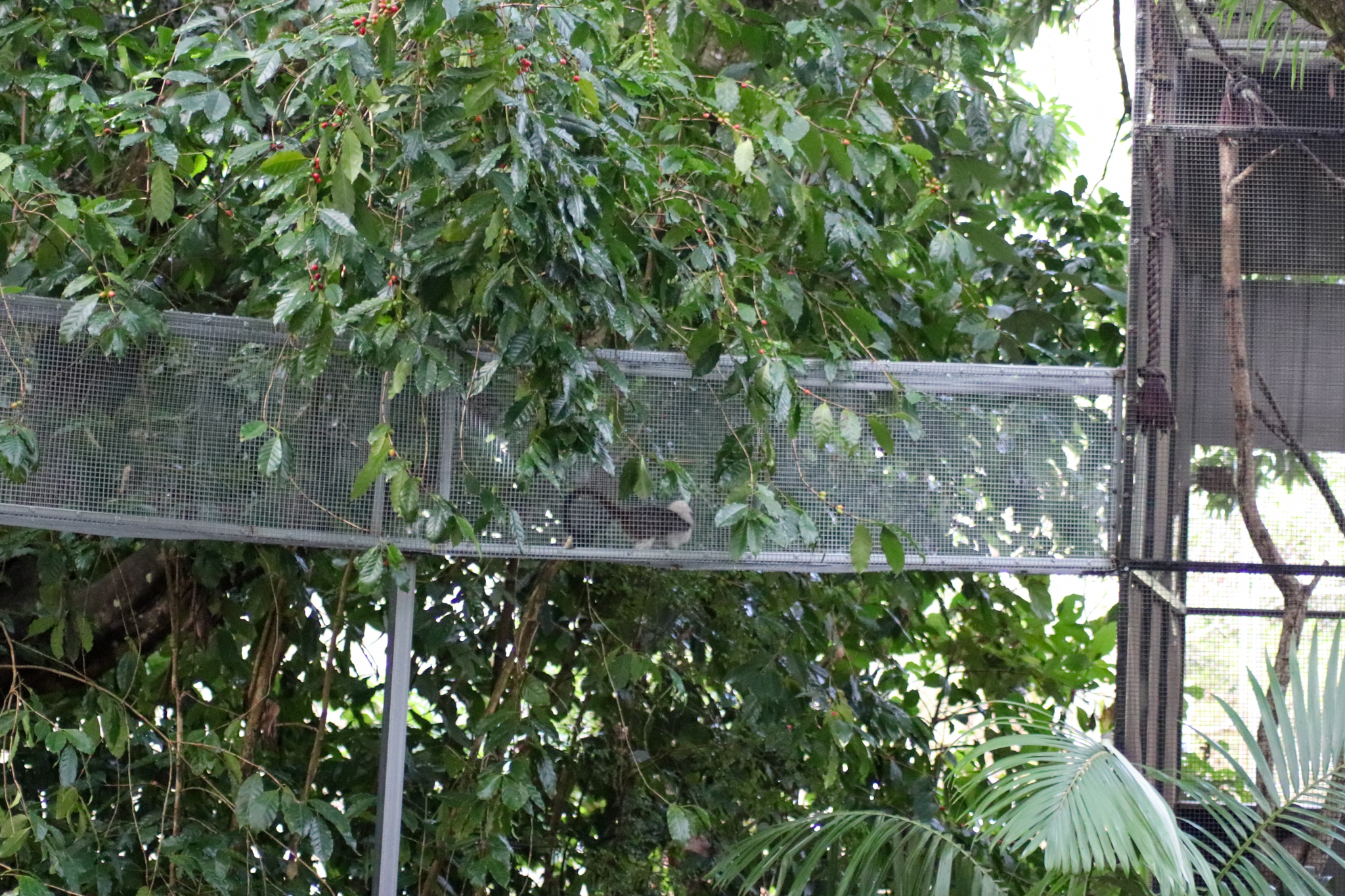 Tamarin Using New Aerial Walkway