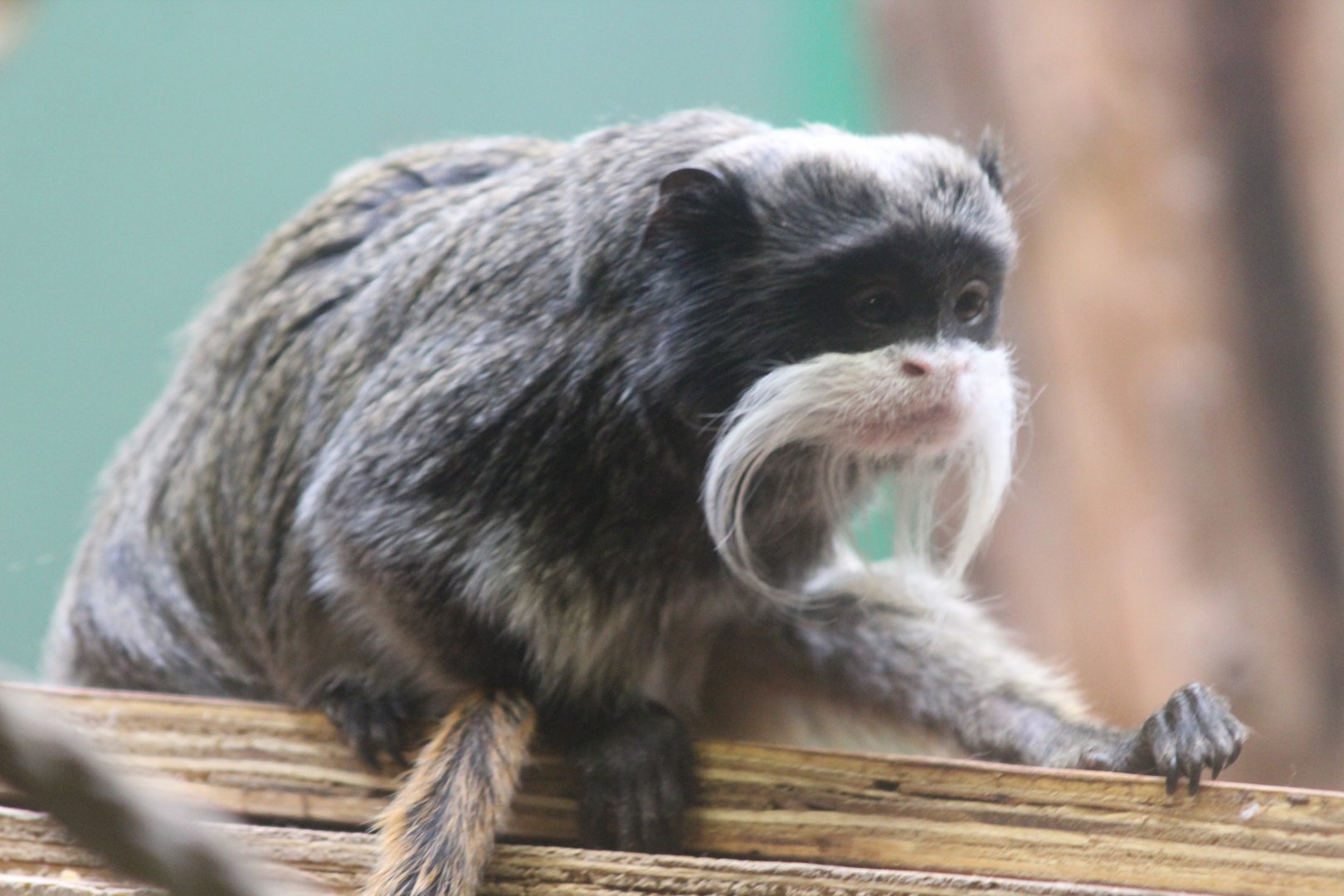 Tamarin