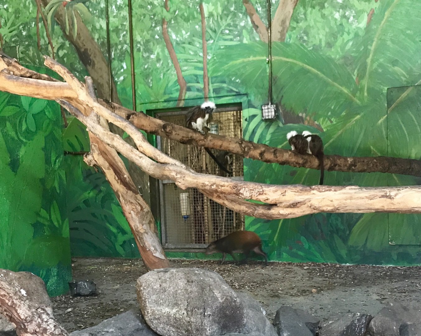 Tamarins and Agoutis.