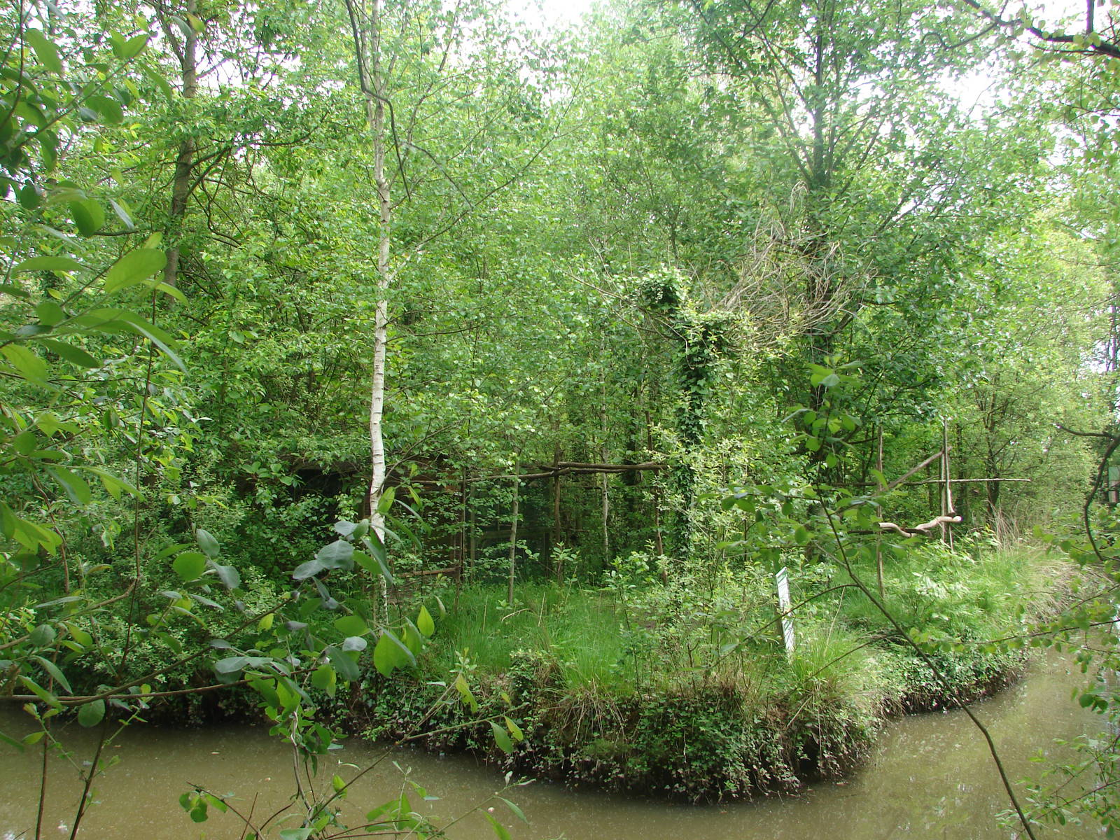 Tamarins and marmosets island