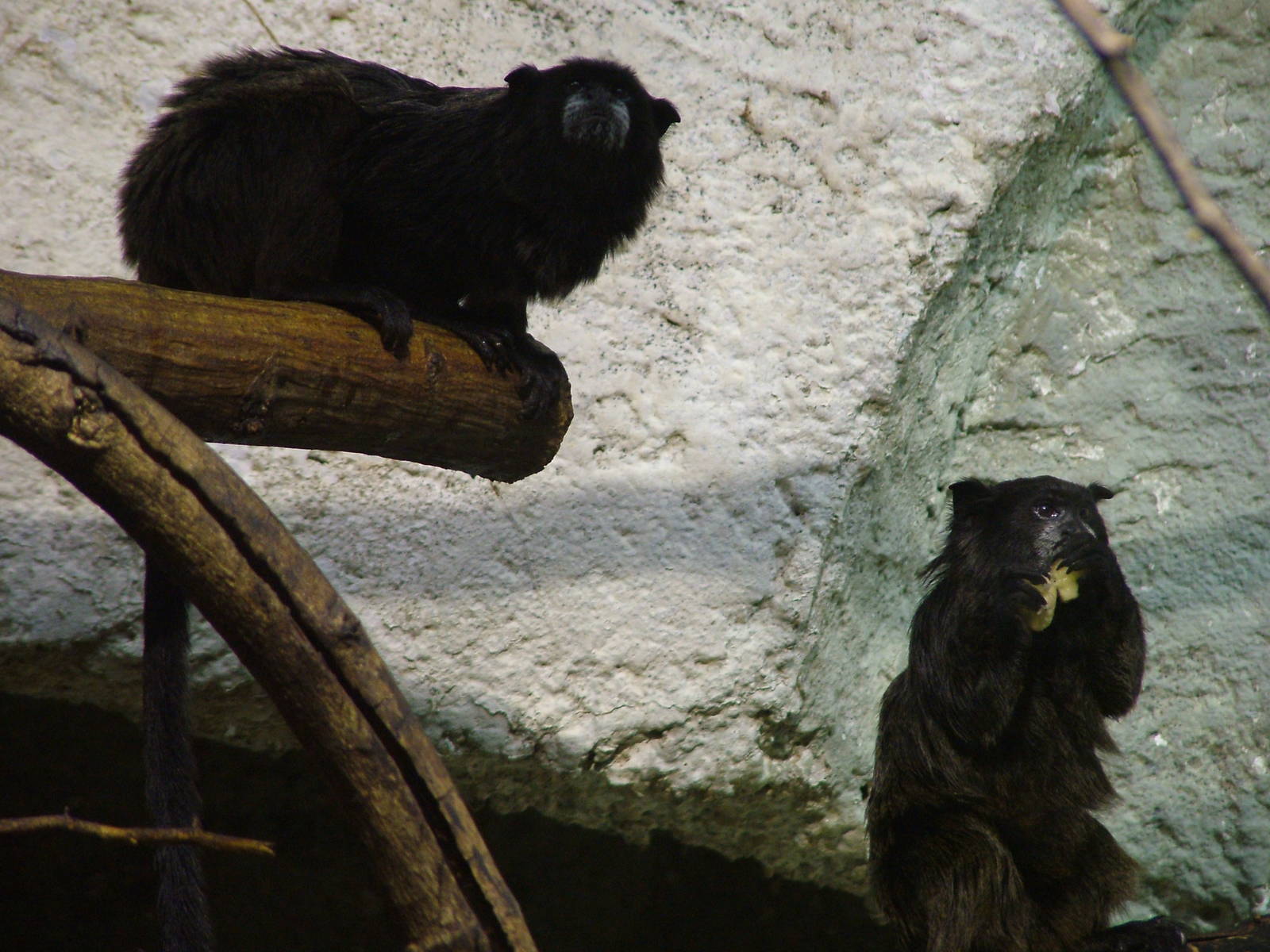 Tamarins at Jihlava, 31/05/10